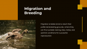 703870-Bird-Migration-PPT-Presentation_12
