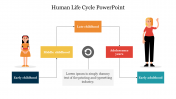 Alluring Human Life Cycle PowerPoint Presentation