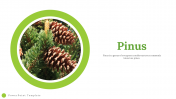 Attractive Pinus Presentation and Google Slides Themes