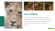 79604-Lion-PowerPoint-Template_07