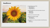 Amazing Sunflower Templates Design For Presentation 