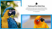 National Pet Bird Day Presentation and Google Slides Themes