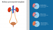 Kidney PowerPoint Template Presentation and Google Slides
