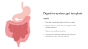 Digestive System PPT Template & Google Slides Presentation