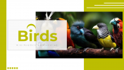 83012-Birds-PowerPoint-Presentation-PPT_01