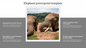 Awesome Elephant PowerPoint Template Slides