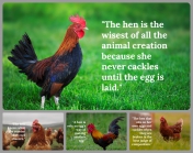 Attractive Chicken Background PPT and Google Slides Themes