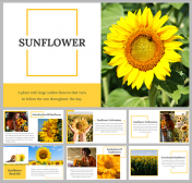 Attractive Sunflower PowerPoint and Google Slides Themes