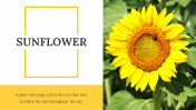 86152-Sunflower-Slides_01