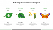 Butterfly Metamorphosis Diagram PowerPoint Template