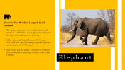 Effective Elephant PowerPoint Presentation Template