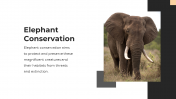 86465-Elephant-PPT-Presentation_02