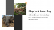 86465-Elephant-PPT-Presentation_07
