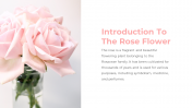 87020-Rose-Flower-PPT_02
