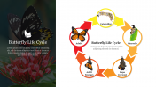 Creative Butterfly Life Cycle Clipart PowerPoint Template