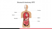 Innovative Stomach Anatomy PPT PowerPoint Template 