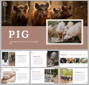 Creative Pig PowerPoint and Google Slides Templates