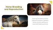 88528-Horse-Template-PowerPoint_11
