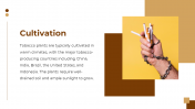 88834-Tobacco-PPT-Templates-Free-Download_03