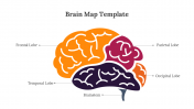 89172-Brain-Map-Template_06