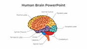 Editable Human Brain PPT And Google Slides Template
