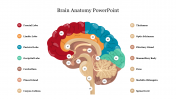 Brain Anatomy PowerPoint Template and Google Slides