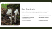 Effective Myco Heterotrophs PowerPoint Design Presentation 