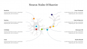 Effective Neuron Nodes Of Ranvier Presentation Template