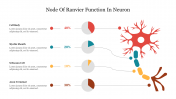 Informative Node Of Ranvier Function In Neuron Slide 