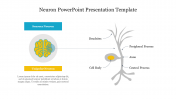 Amazing Neuron PowerPoint Presentation Template Slide 