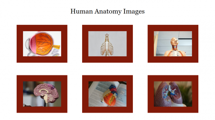 Simple Human Anatomy Images PPT Slide Template Design
