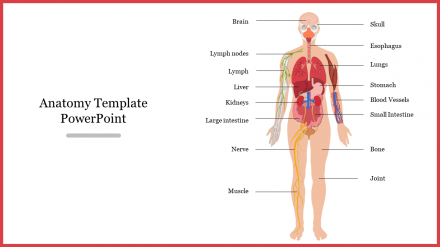 Editable And Best Anatomy Template PowerPoint Presentation