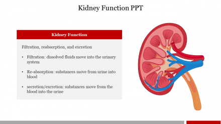 Best Kidney Function PPT Presentation Template