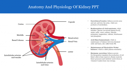 Anatomy And Physiology Of Kidney PPT For Presentation