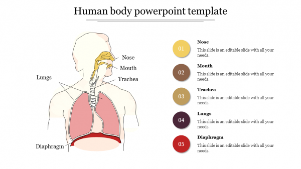 human body powerpoint template
