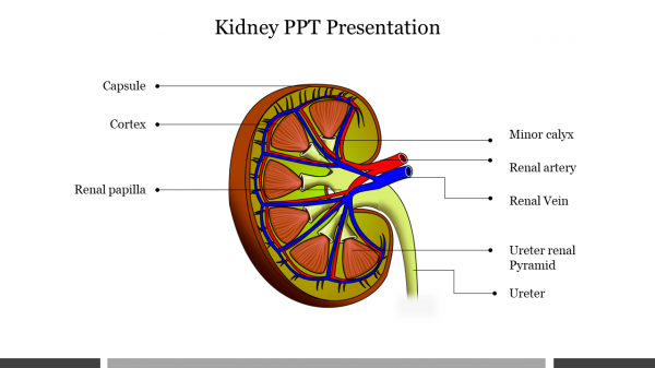 Kidney PPT Presentation