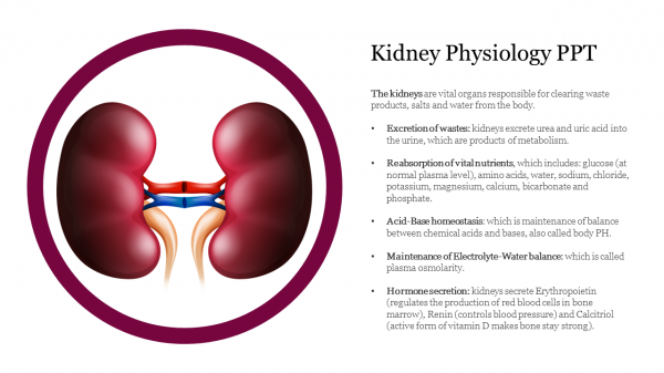 Kidney Physiology PPT