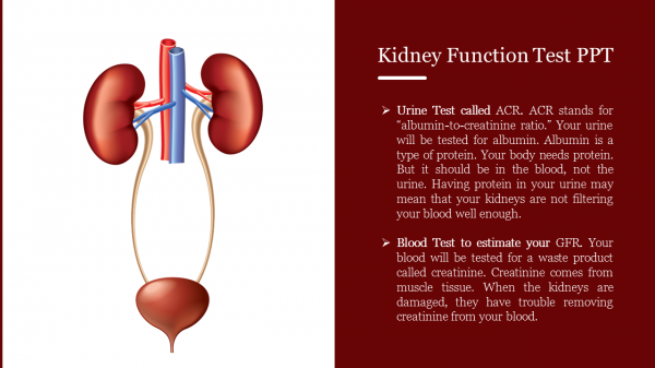 Kidney Function Test PPT