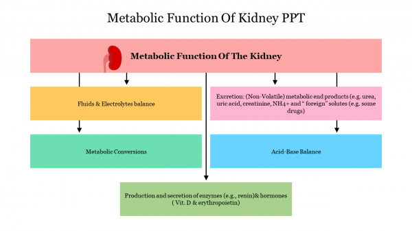 Metabolic Function Of Kidney PPT