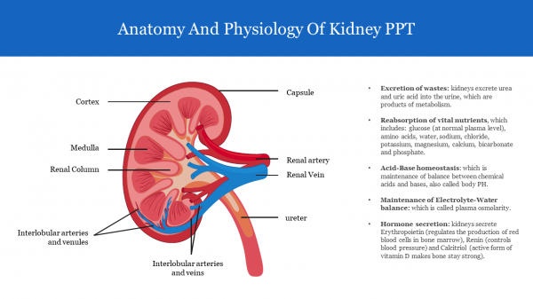 Anatomy And Physiology Of Kidney PPT