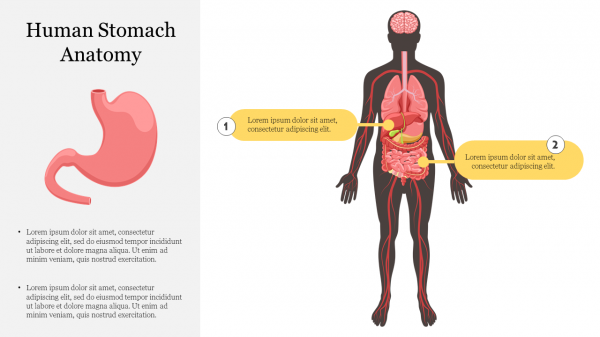 Human Stomach Anatomy