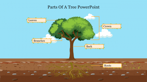Parts Of A Tree PowerPoint