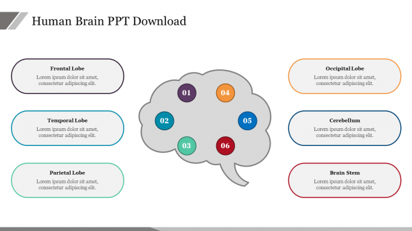 Human Brain PPT Free Download