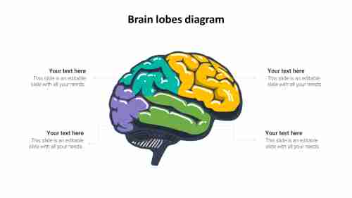brain lobes diagram design template
