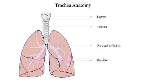 Buy This Trachea Anatomy PowerPoint Template For Slides