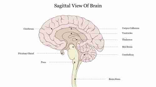 Best Sagittal View Of Brain PPT Template