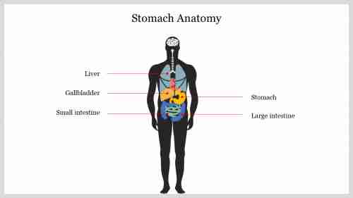 Editable Stomach Anatomy PowerPoint Presentation Template