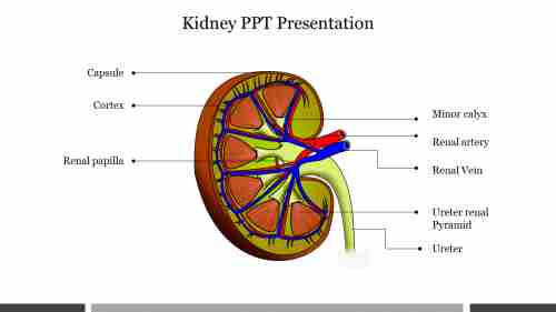 Creative Kidney PPT Presentation PowerPoint Template