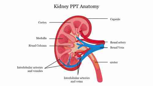 Kidney PPT Anatomy PowerPoint Presentation Template