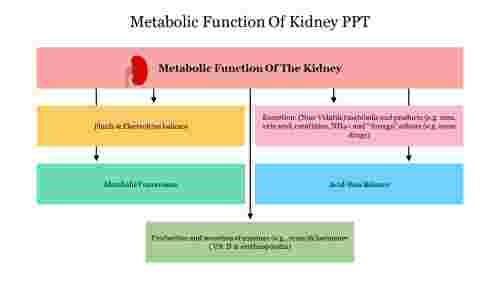 Editable Metabolic Function Of Kidney PPT Presentation